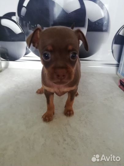 Той-терьер щенки