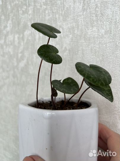 Редкие комнатные цветы