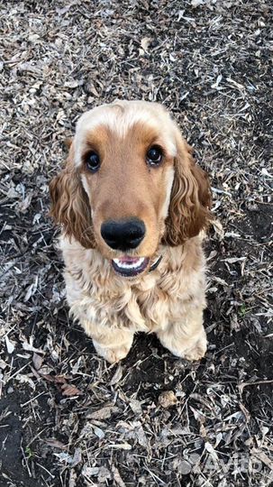 Вязка, английский кокер спаниель, кобель, развязан