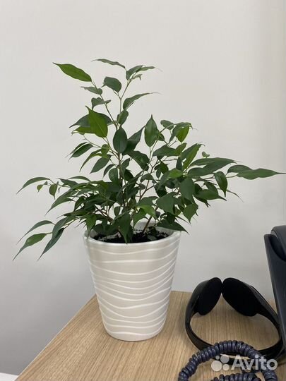 Фикус бенджамина с горшком, отводки фикуса