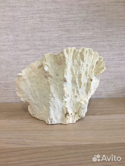 Натуральный белый коралл для аквариума