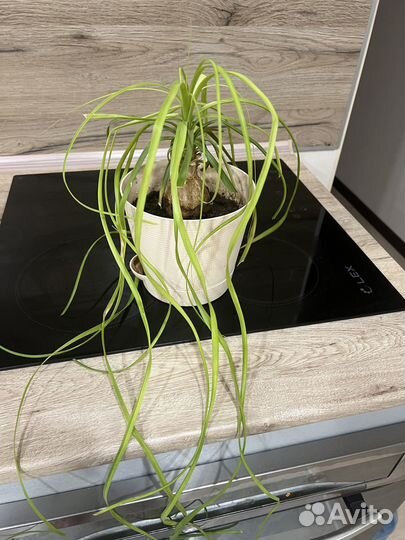 Нолина Бокарнея