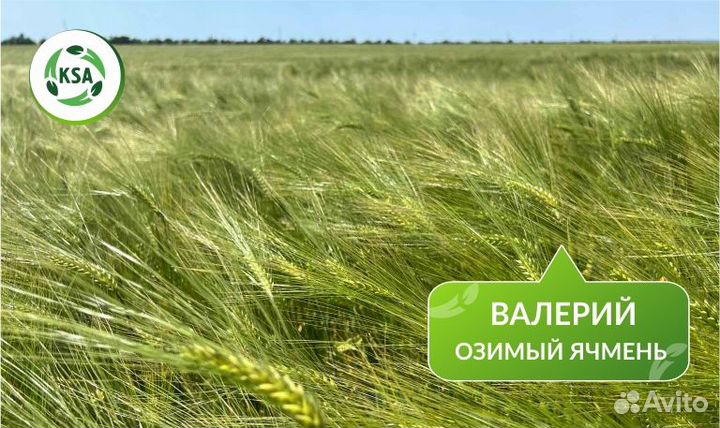 Озимый ячмень 