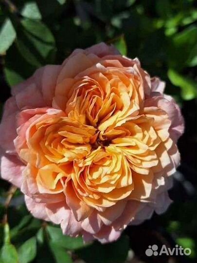 Саженцы японских роз