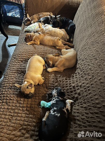 Щенки французского бульдога