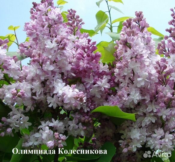 Сирень сортовая в ассортименте