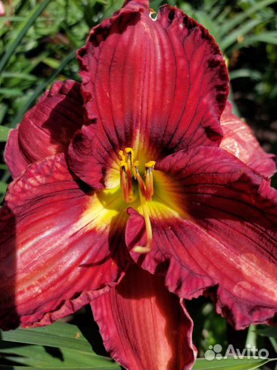 Новэе ту Хайд