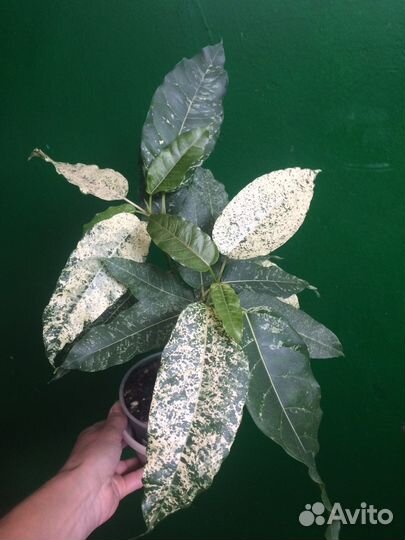 Сортовые фикусы(в том числе редкие)