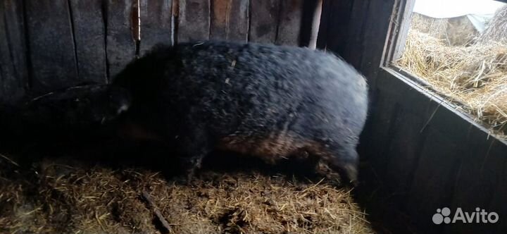 Боров венгерской мангалицы