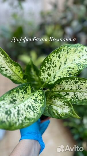 Диффенбахия везувий, компакта