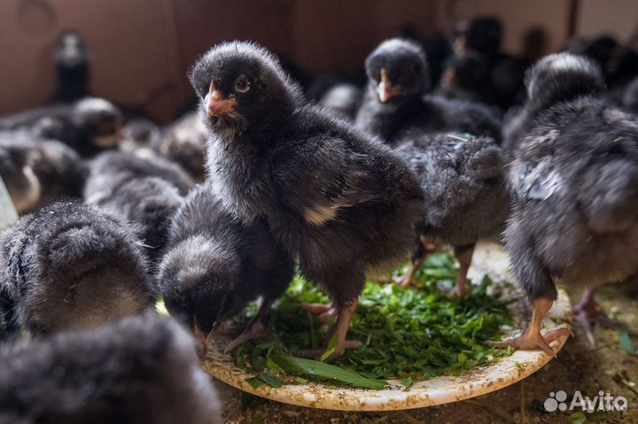 Цыплята суточные