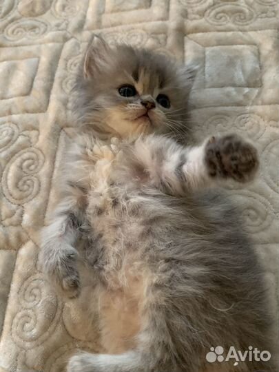 Котенок золотой шиншиллы