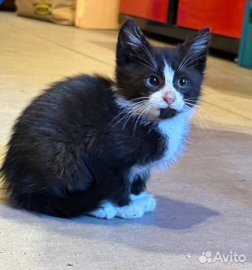 Котенок кот черный белый в добрые руки бездомный