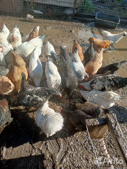 Молодые петухи