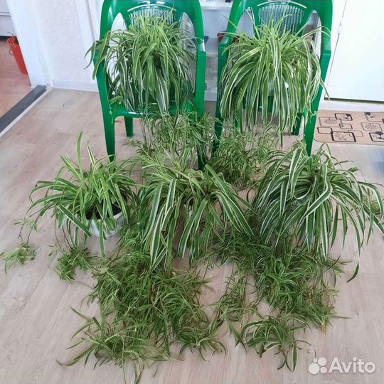 Красавцы хлорофитумы