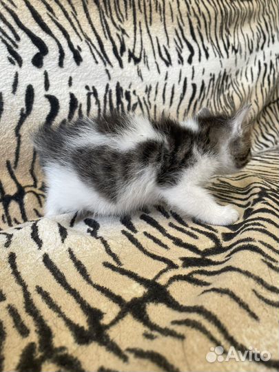 Котенок девочка бесплатно