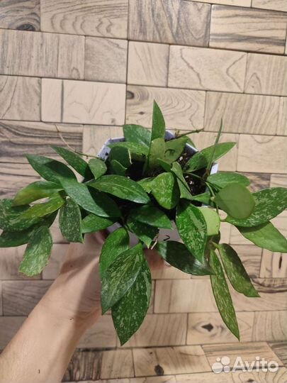 Хойя грацилис