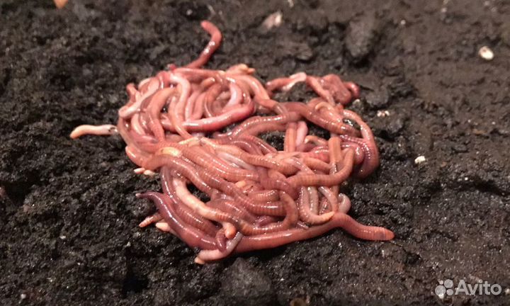 Калифорнийский красный червь