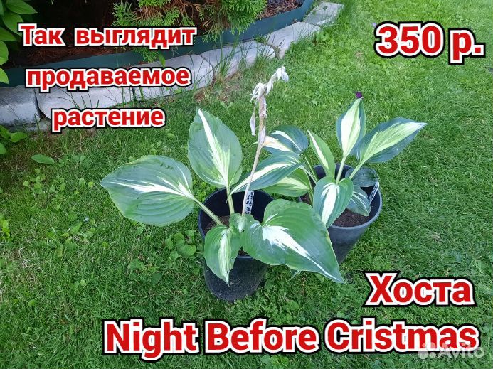 Хоста растение, 27 сортов, купить почтой/доставкой
