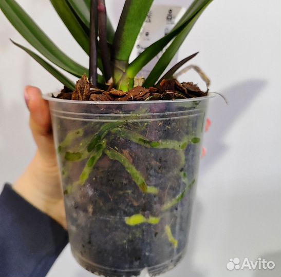 Орхидея манго d12/45 1 цветонос