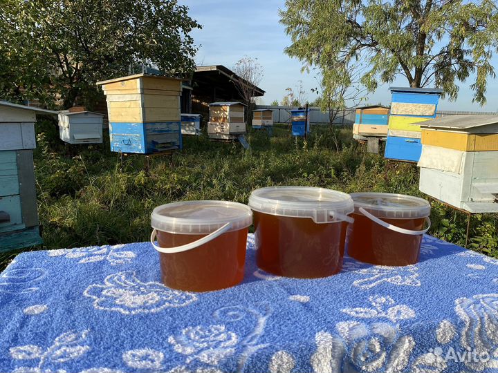 Прошлогодний /Свежий Мёд 2023г, доставка бесплатно