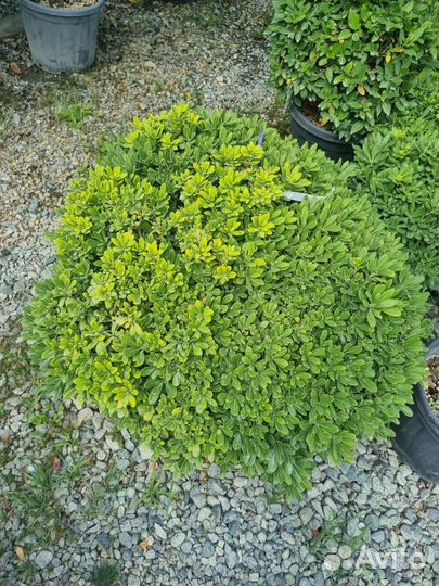 Питтоспорум