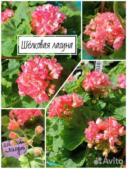 Пеларгония герань селекция