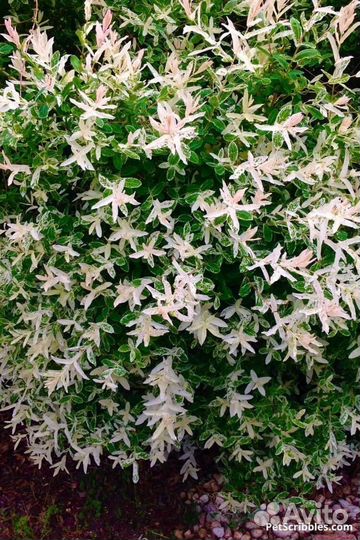 Ива Хакуро нишики-Розовый фламинго