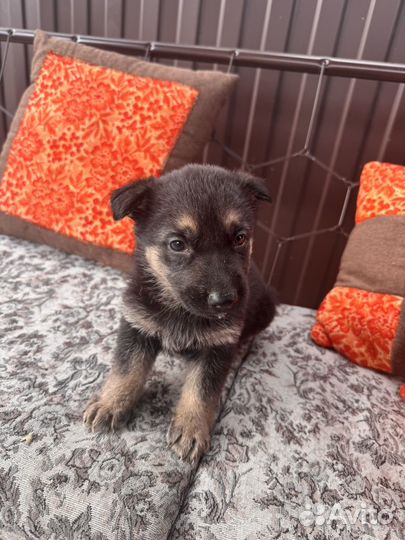 Щенки немецкой овчарки