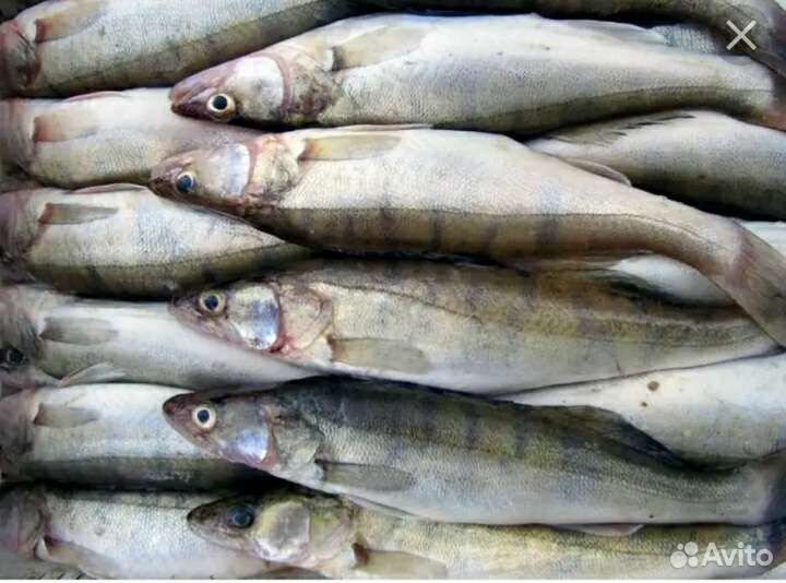 Рыба свежемороженая