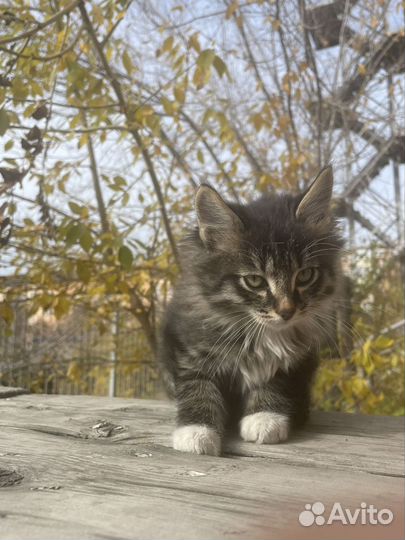 Милый бездомный кот