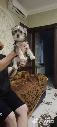 Йоркширский терьер