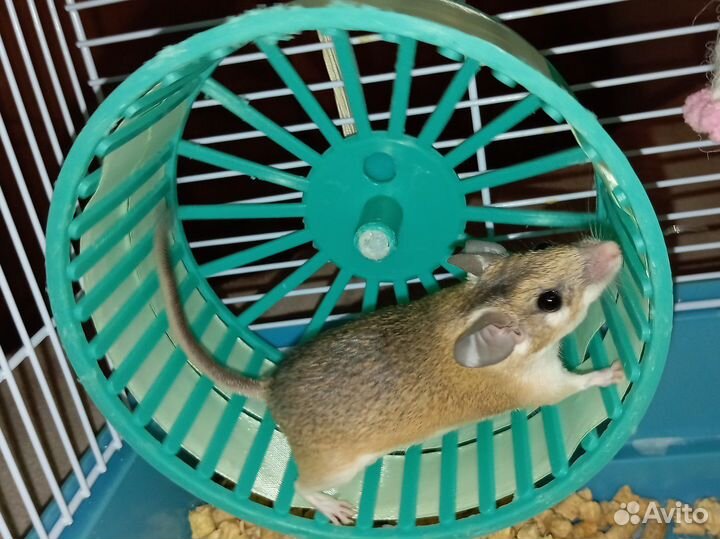 Акомис (египетская иглистая мышь). Молодь