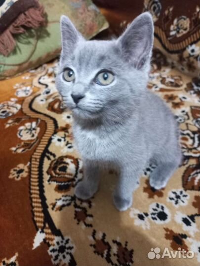 Смесь британки девочка