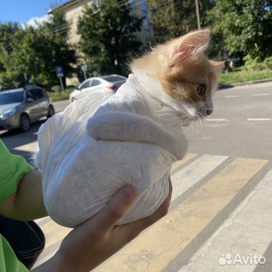 Продам котенка