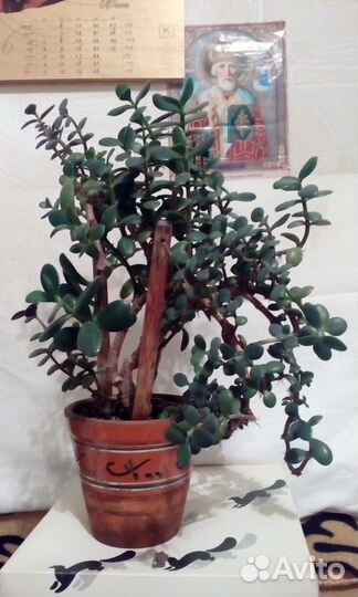 Денежное деревце