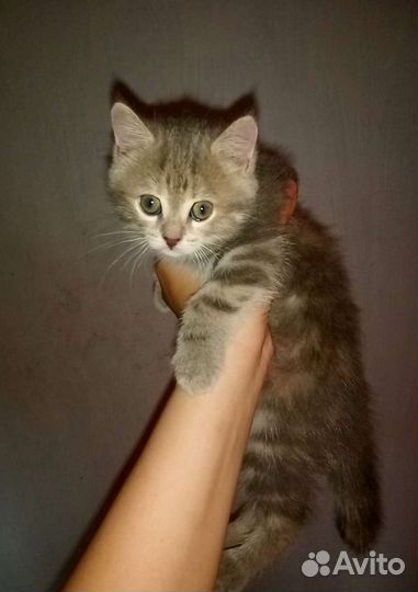 Котенок