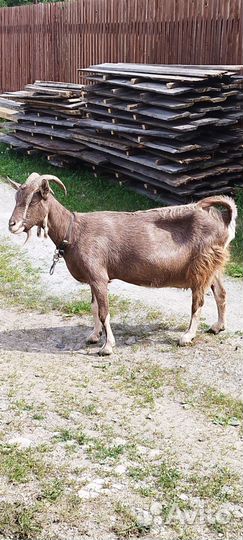 Козы дойные