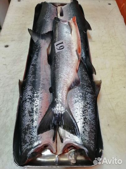 Нерка Кижуч дикий лосось