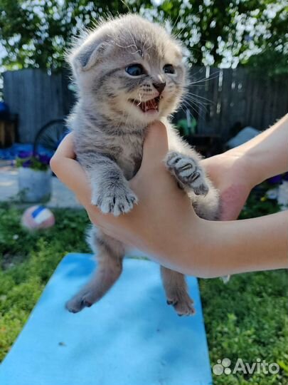 Шотландские котята
