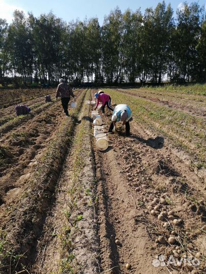 Картофель и овощи домашние