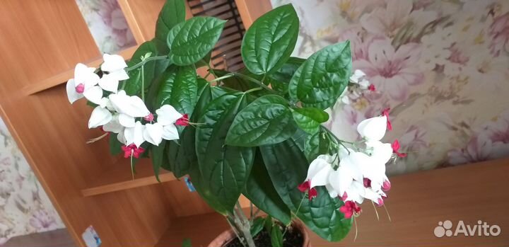 Кленодендрум Томсон и Бегония