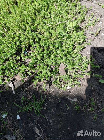 Яснотка и живучка пурпурная почвопокровная многол