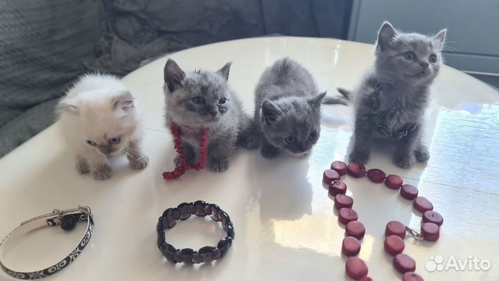 Кошки страйт и фолд