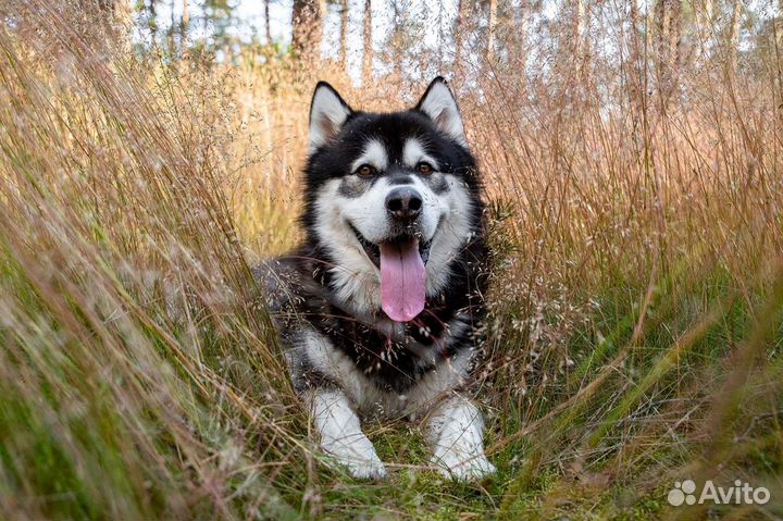 Собачья шерсть (Аляскинский маламут)