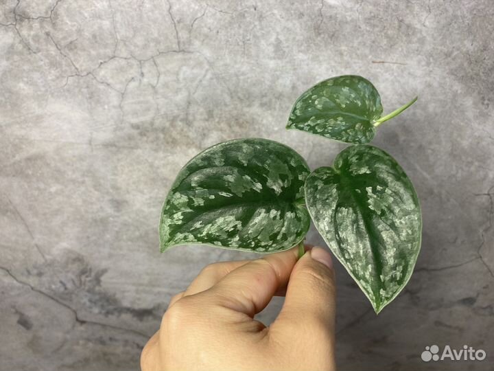 Сциндапсус