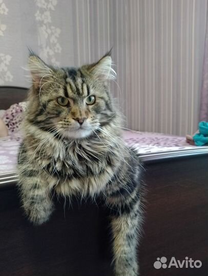 Кошки мейн-кун