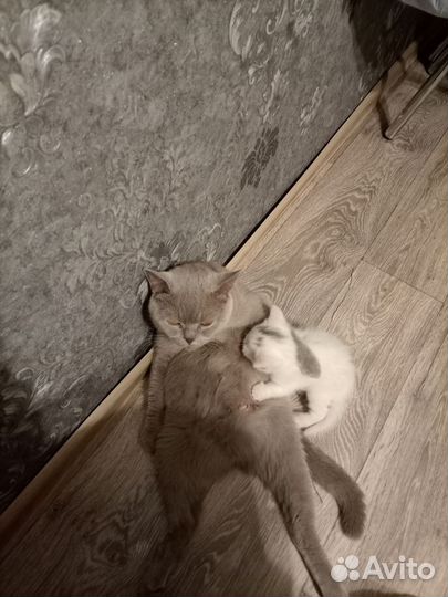 Турецкая ангора