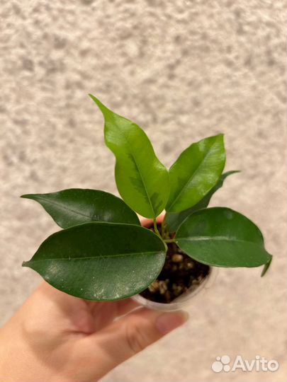 Фикусы Бенджамина