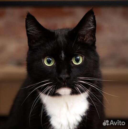 Кот Богдан ищет родителей